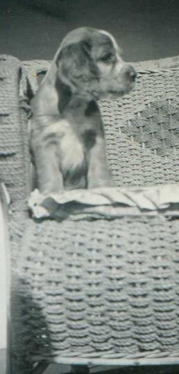 'Bonnie' as a puppy