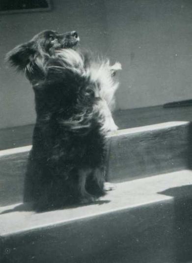 Tiger’s dog ‘Lucky’ in typical