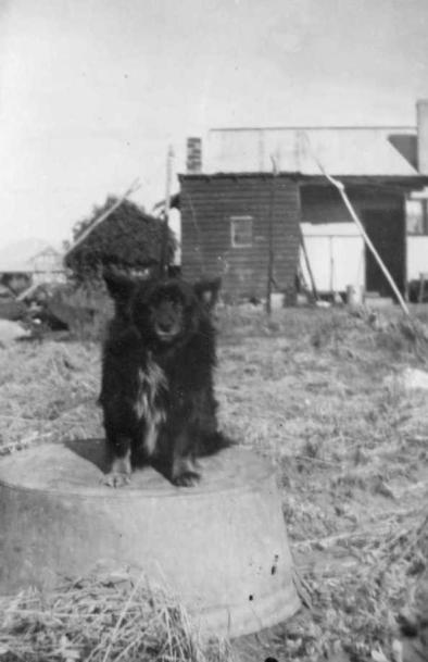 Dog ‘Lucky’ on our caravan block in Rathay Street