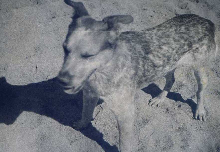 The camp dogs – Knuckle and Lassie