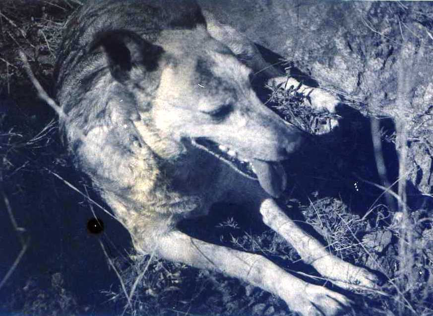 The camp dogs – Knuckle and Lassie