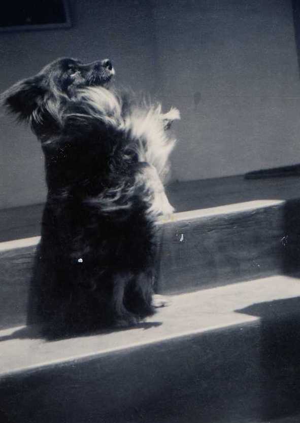 Lucky – doing his favourite trick