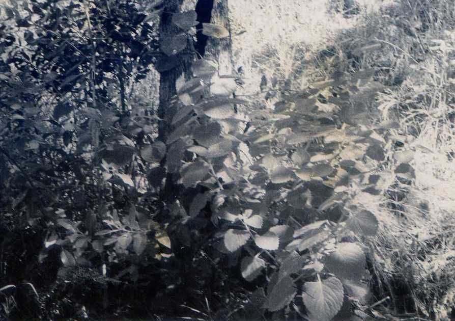The hated ‘Gympie’ nettle