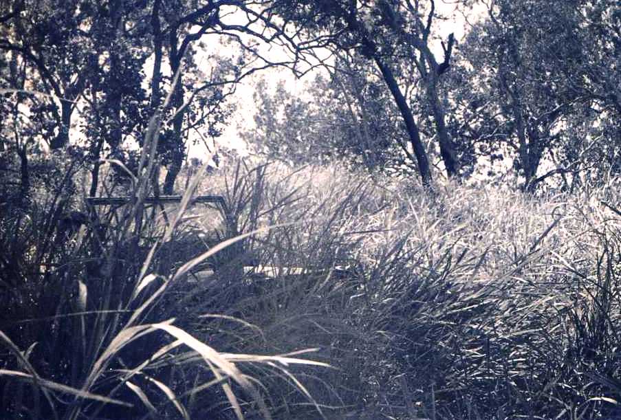 Consumed by grass – spot the Jeep