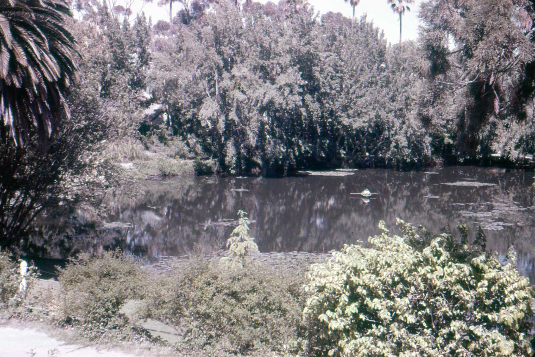Fortuna lake – taken from the parapet about 1959